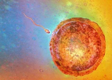 生命的开始 直击精子和卵子相遇全过程