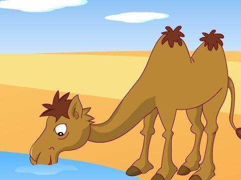 聪明的骆驼的胎教故事