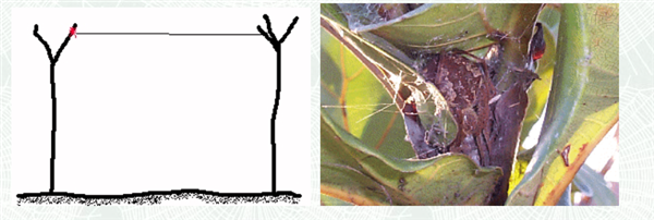 如果一只蜘蛛从没见过其它蜘蛛：它会织网吗？试验结果惊讶