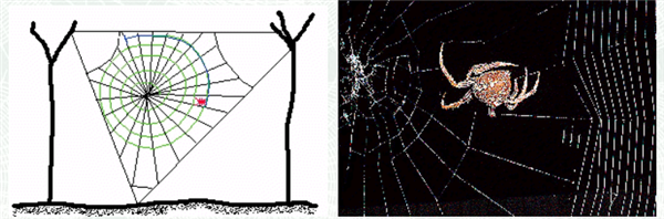 如果一只蜘蛛从没见过其它蜘蛛：它会织网吗？试验结果惊讶