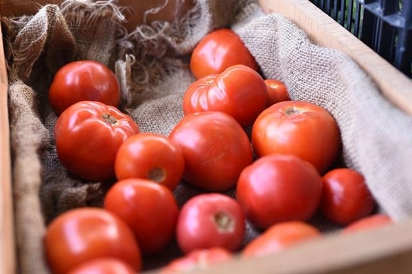我国构建世界首个番茄超泛基因组：能让番茄更好吃、产量多6成
