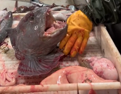 头被切下来还能咬爆易拉罐：这种怪鱼真不是丧尸吗？