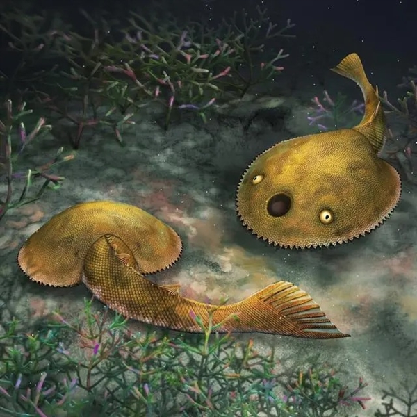 广西发现九尾狐甲鱼化石：长相极为怪异 游泳速度超快