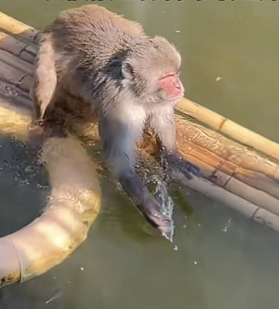 南京动物园回应网红猴被欺负困在水中：没有霸凌 会游泳