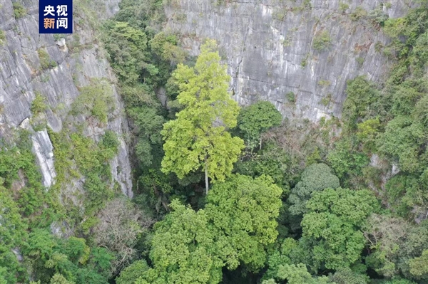 72.4米！广西发现中国岩溶地区最高树：年龄约150年