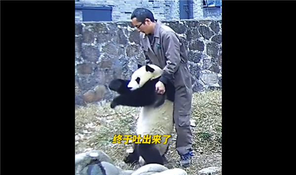 熊猫“蔓越煤”胡萝卜卡喉  饲养员海姆立克法施救：不愧是“生命的拥抱”
